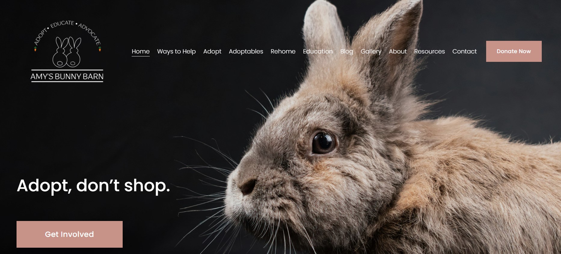 Amys bunny barn website